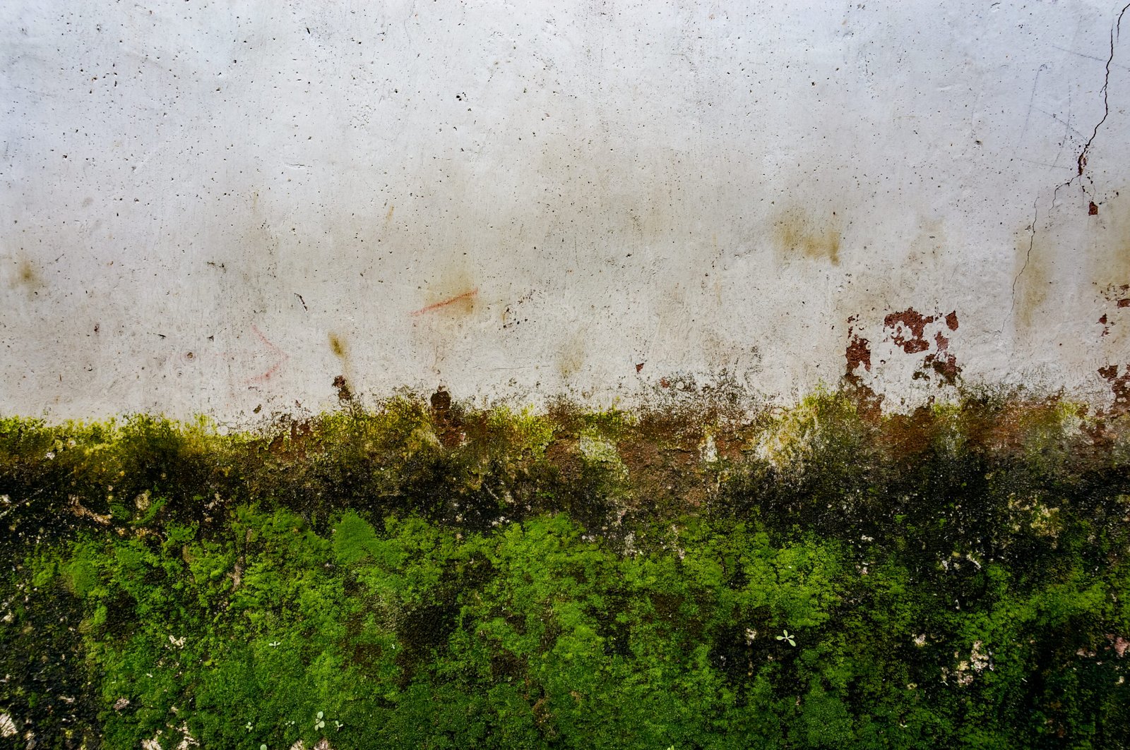 hire SEO For Mold-Adjacent Services